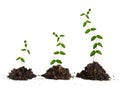 Saplings on white background Royalty Free Stock Photo