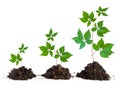 Saplings on white background Royalty Free Stock Photo