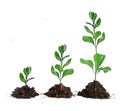 Saplings on white background Royalty Free Stock Photo