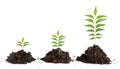 Saplings on white background Royalty Free Stock Photo
