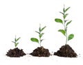 Saplings on white background Royalty Free Stock Photo