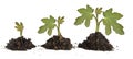 Saplings on white background Royalty Free Stock Photo