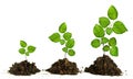 Saplings on white background Royalty Free Stock Photo