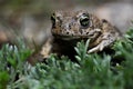 Natterjack toad (Epidalea calamita) in Valdemanco, Madrid, Spain