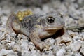 Iberian midwife toad (Alytes cisternasii) in Valdemanco