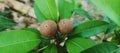 sapodila or locally known as sawo fruit Royalty Free Stock Photo