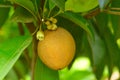 Sapodilla or chickoo on tree