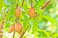 Sapodilla Royalty Free Stock Photo