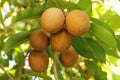 Sapodilla fruit Royalty Free Stock Photo