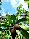 Sapodilla fruit that is still small original from Indonesia