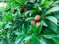 sapodilla fruit tree with beautiful dense green leaves