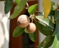 Sapodilla fruit on a tree Royalty Free Stock Photo