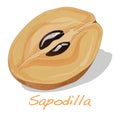 Sapodilla fruit vector isolated