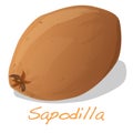 Sapodilla fruit vector isolated