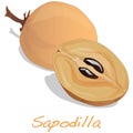 Sapodilla fruit vector