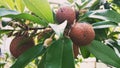 Sapodilla fruit in the wind is moving slowly and is naturally beautiful.