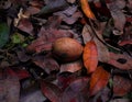 Sapodilla is found among the leaves