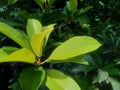 Sapodilla leaves Manilkara zapota in the nature background