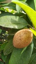 Sapodilla manila fruit on the tree Royalty Free Stock Photo