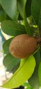 Sapodilla manila is a long-lived fruit tree Royalty Free Stock Photo