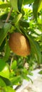 Sapodilla manila is a long-lived fruit tree Royalty Free Stock Photo
