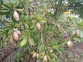 Sapodilla or Manilkara zapota heart shape fruits and tree close-up Royalty Free Stock Photo