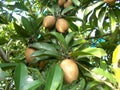 Sapodilla manilkara zapota 5