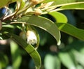 Sapodilla tree with flowers, Manilkara zapota, sapota, chikoo Royalty Free Stock Photo