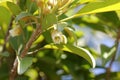 Sapodilla tree with flowers, Manilkara zapota, sapota, chikoo Royalty Free Stock Photo