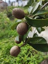 A Sapodilla tree that has started to bear fruit Royalty Free Stock Photo