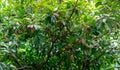 Sapodilla tree with young fruit and green leaves. Evergreen tree. Sapodilla fruit garden. Exotic fruit. Tropical fruit. Sapodilla