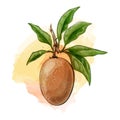 Sapodilla watercolor illustration