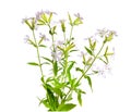 Saponaria, commonly known as soapwort. Isolated Royalty Free Stock Photo