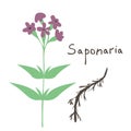 Saponaria isolated vector