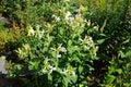 Saponaria officinalis blooms in July. Berlin, Germany Royalty Free Stock Photo