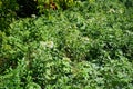 Saponaria officinalis blooms in July. Berlin, Germany Royalty Free Stock Photo