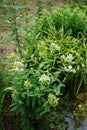 Saponaria officinalis blooms in July. Berlin, Germany Royalty Free Stock Photo