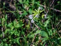 Saponaria officinalis blooms in July. Saponaria officinalis, common soapwort, bouncing-bet, crow soap, wild sweet William, and Royalty Free Stock Photo