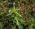 Saponaria officinalis blooms in July. Saponaria officinalis, common soapwort, bouncing-bet, crow soap, wild sweet William, and Royalty Free Stock Photo