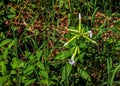 Saponaria officinalis blooms in July. Saponaria officinalis, common soapwort, bouncing-bet, crow soap, wild sweet William, and Royalty Free Stock Photo