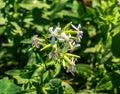 Saponaria officinalis blooms in July. Saponaria officinalis, common soapwort, bouncing-bet, crow soap, wild sweet William, and Royalty Free Stock Photo