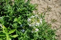 Saponaria officinalis blooms in July. Potsdam, Germany Royalty Free Stock Photo