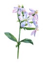 Saponaria officinalis