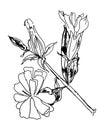 Saponaria officinalis flowers medicinal soapwort herb hand drawing ink sketch. Perfect print for tee, cometics, card, sticker.