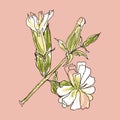 Saponaria officinalis flowers medicinal soapwort plant hand drawing sketch. Perfect print for tee, cometics, card, sticker. Doodle
