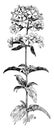 Saponaria Officinalis vintage illustration