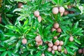 Sapota fruit Royalty Free Stock Photo