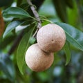 Sapota fruit achras sapodilla Royalty Free Stock Photo