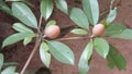 Sapota fruit on branches Royalty Free Stock Photo