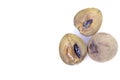 Sapota fruit cut into pieces and seeds in white background Royalty Free Stock Photo